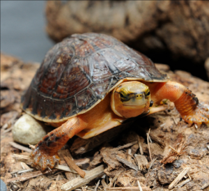 百色閉殼龜 百色閉殼龜