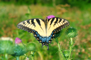 中華虎鳳蝶 中華虎鳳蝶