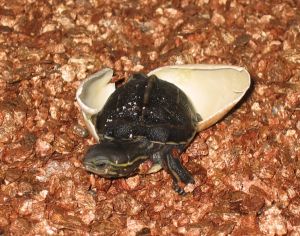 云南閉殼龜 云南閉殼龜